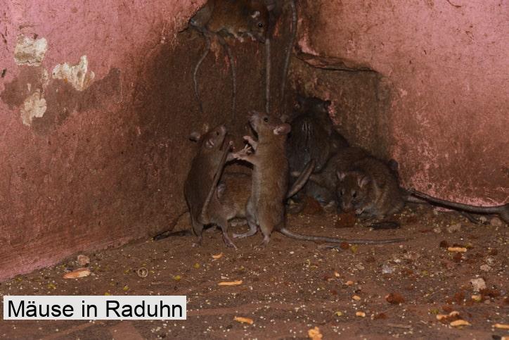 Mäuse in Raduhn